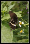 FungYuen_003_20051002