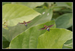 FungYuen_006_20051002