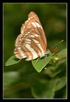 FungYuen_007_20051002