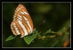FungYuen_008_20051002