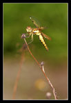 FungYuen_009_20051002