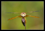 FungYuen_010_20051002