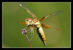 FungYuen_011_20051002