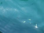 Fish hopping out from the sea
