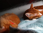 Lumpy and Mini-Me
