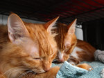 Lumpy and Mini-Me