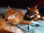 Lumpy and Mini-Me