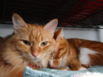 Lumpy and Mini-Me
