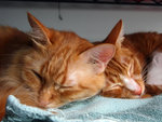 Lumpy and Mini-Me