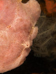 P4293870