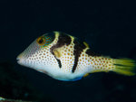 P4293877