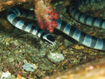 P4293904