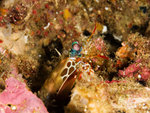 P4293906
