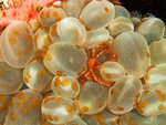 P4293907