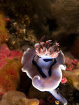 P4303922