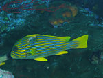 P4303925