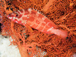 P4303928