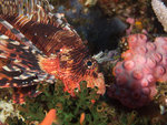 P4303931