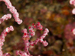 P4303933