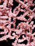 P4303938