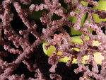 P4303939