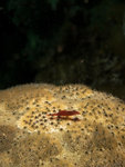 P4303941