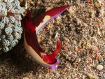 P4303945
