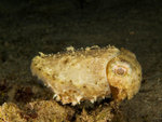 P4303959
