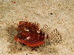 P4303972