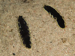P4303977