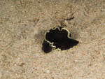 P4303978