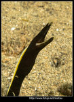 PA257915