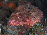 P2025446