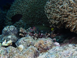 P2025460
