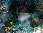 P2025463