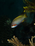 P2025500
