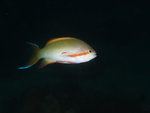 P2025513