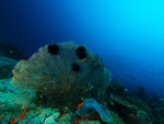 P2035516