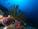 P2035521
