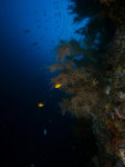 P2055567