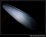 P5210077
