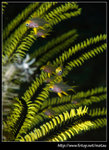 P5310117