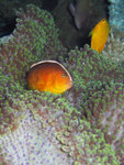 Eastern Skunk Anemonefish 1