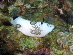 P 316
