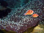 Pink Anemonefish 2