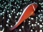 Pink Anemonefish 4