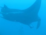 A 4m-wide manta ray in Paradise Island