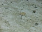A little sting ray