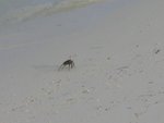 A lonely crab on the shore