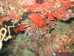 A spotfin lionfish in Acquirium